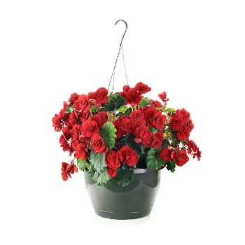 Abhi Hanging Basket